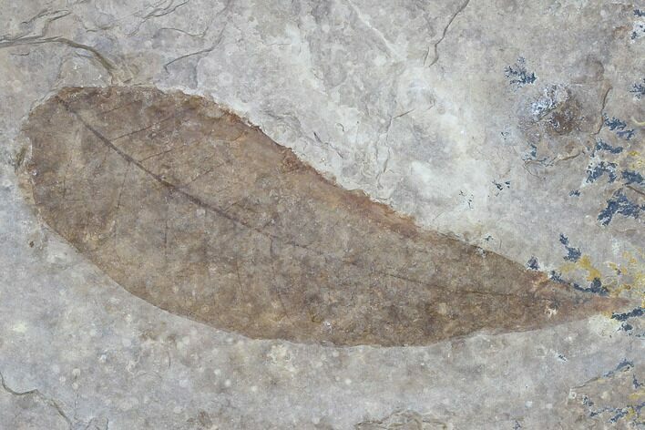 Fossil Mahogany And Yellowwood Leaves - Nebraska #119344